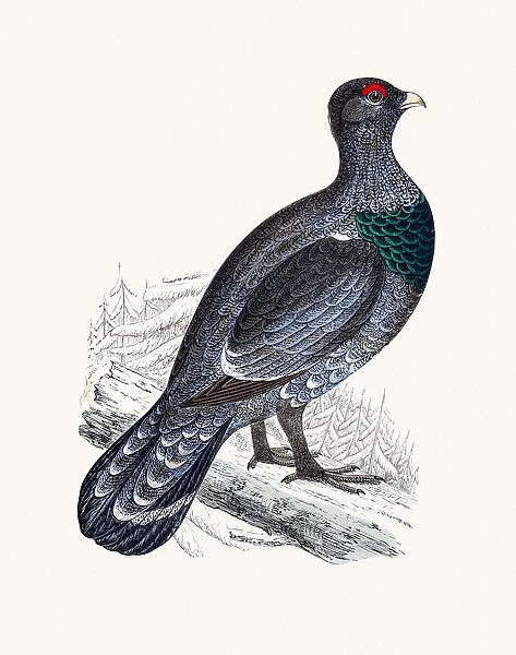 Tetrao Capercally bird