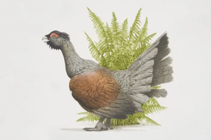Framed Print : Tetrao urogallusm, Western Capercaillie, side view Framed Print : Tetrao urogallusm, Western Capercaillie, side view