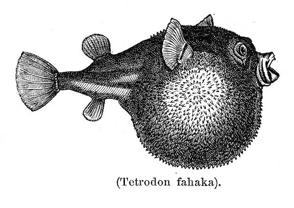 Tetraodon pufferfish engraving 1897