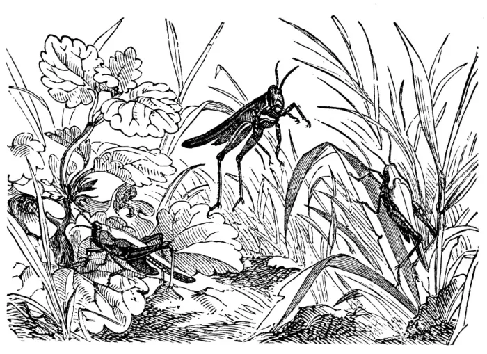 Framed Print : Tetrix subulata (Slender Grasshopper) Framed Print : Tetrix subulata (Slender Grasshopper)