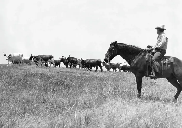Framed Print : Texas Cattle Drive Framed Print : Texas Cattle Drive