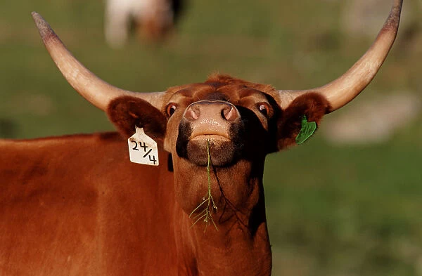 Texas longhorn cattle, close-up