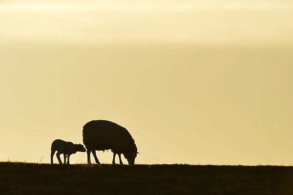 Texel sheep, mouflons -Ovis orientalis aries-, silhouette of ewe and lamb at dusk, Oudeschild, Texel, West Frisian Islands, province of North Holland, The Netherlands