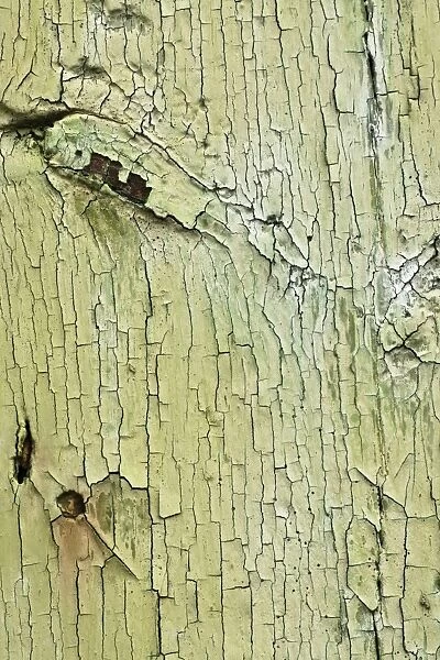 Texture, wood with flaking paint