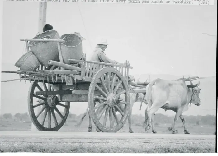 Framed Print : Thai Man Driving Ox Cart Framed Print : Thai Man Driving Ox Cart