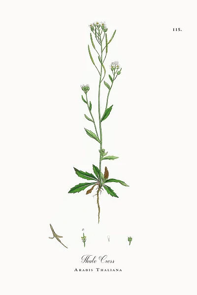 Thale Cress, Arabis Thaliana, Victorian Botanical Illustration, 1863