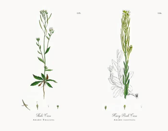Framed Print : Thale Cress, Arabis Thaliana, Victorian Botanical Illustration, 1863 Framed Print : Thale Cress, Arabis Thaliana, Victorian Botanical Illustration, 1863