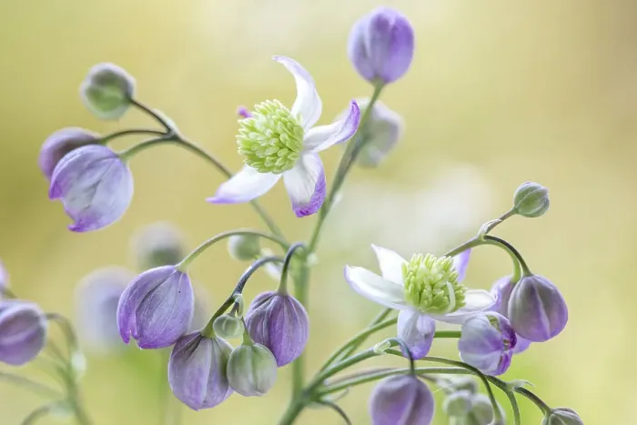 Framed Print : Thalictrum Framed Print : Thalictrum