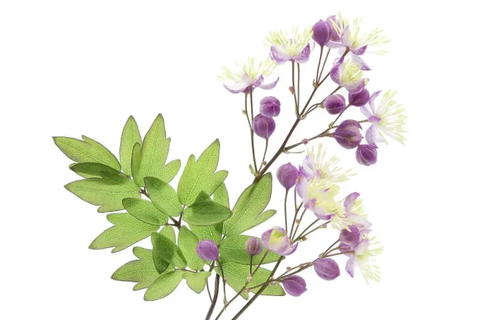 Framed Print : Thalictrum Framed Print : Thalictrum