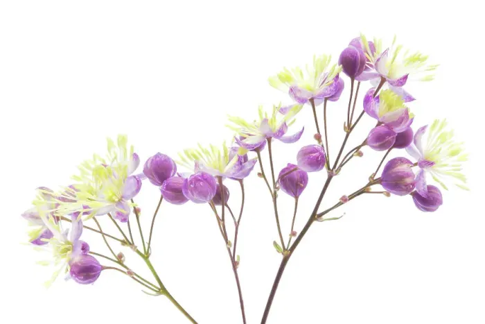Framed Print : Thalictrum Framed Print : Thalictrum