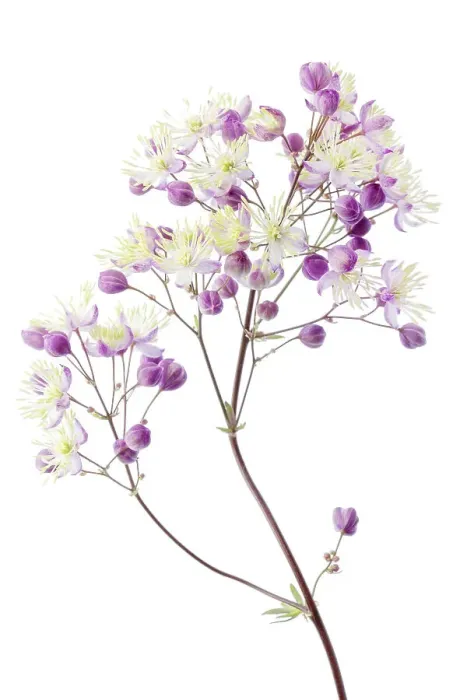 Framed Print : Thalictrum Framed Print : Thalictrum
