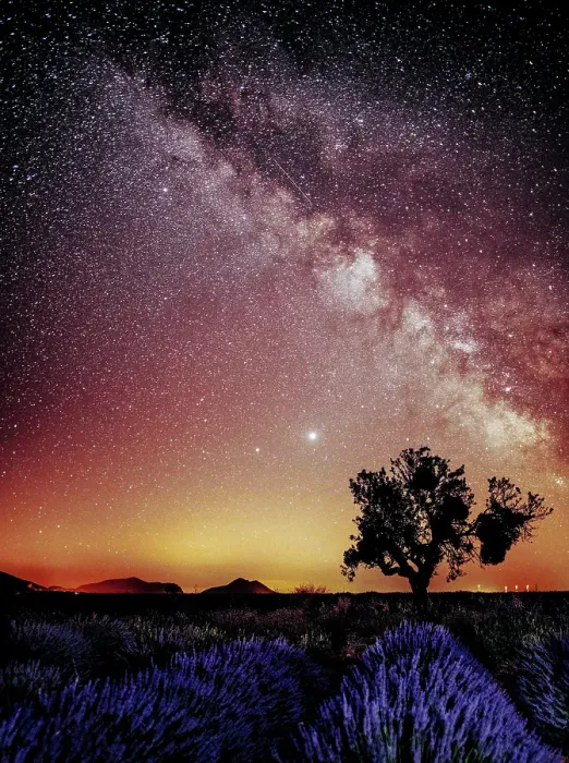 Framed Print : The The Milky Way over a single tree and a lavender field in Provence, France Framed Print : The The Milky Way over a single tree and a lavender field in Provence, France