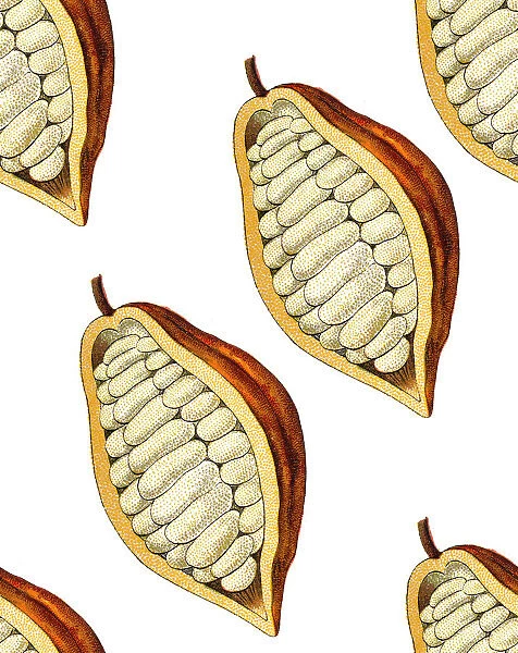 Theobroma cacao, Cocoa bean seamless pattern