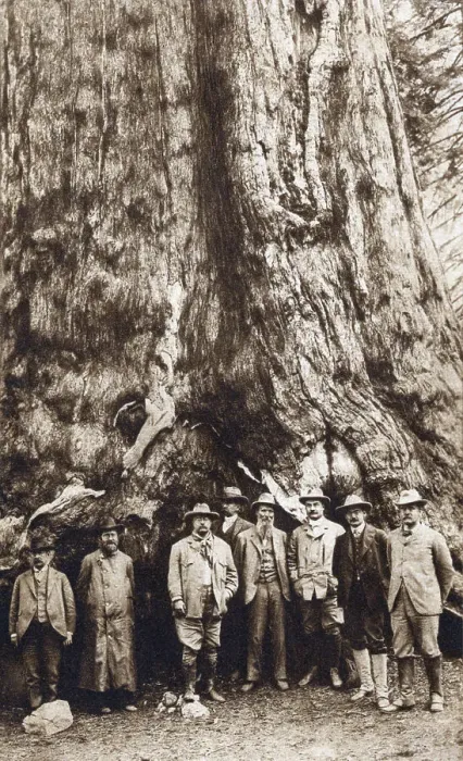 Framed Print : Theodore Roosevelt In Front Of Redwood Framed Print : Theodore Roosevelt In Front Of Redwood