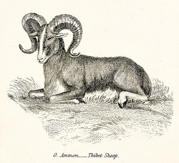 Thibet sheep engraving 1803