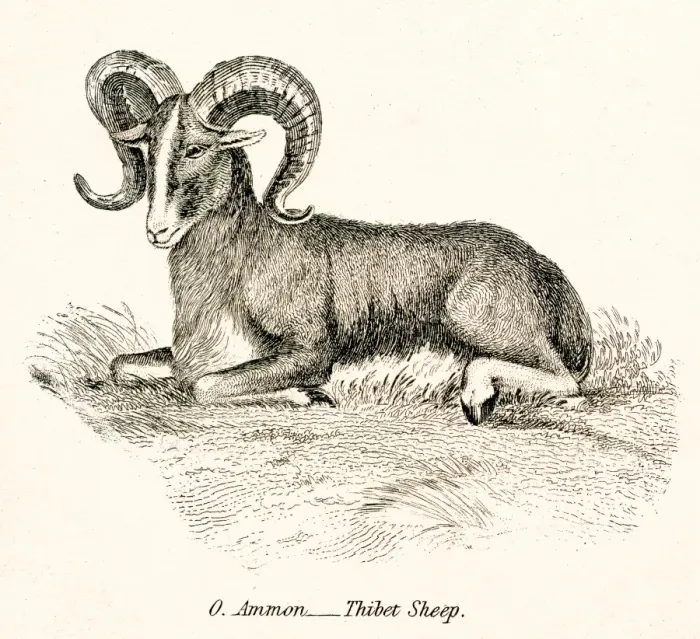 Framed Print : Thibet sheep engraving 1803