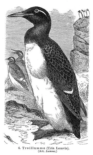 Thick-billed murre engraving 1895