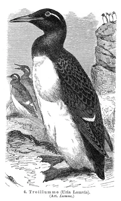 Framed Print : Thick-billed murre engraving 1895 Framed Print : Thick-billed murre engraving 1895