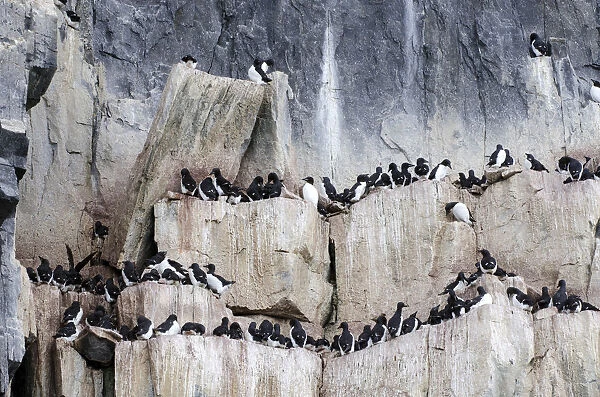 Thick-billed Murres or Bruennichs Guillemots -Uria lomvia- at the bird cliffs of Alkefjellet, Hinlopenstretet, Spitsbergen Island, Svalbard Archipelago, Svalbard and Jan Mayen, Norway