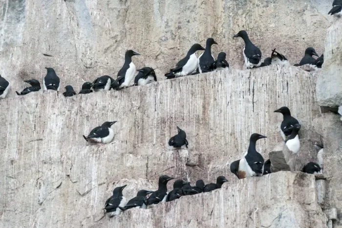 Framed Print : Thick-billed Murres or Bruennichs Guillemots -Uria lomvia- at the bird cliffs of Alkefjellet, Hinlopenstretet, Spitsbergen Island, Svalbard Archipelago, Svalbard and Jan Mayen, Norway Framed Print : Thick-billed Murres or Bruennichs Guillemots -Uria lomvia- at the bird cliffs of Alkefjellet, Hinlopenstretet, Spitsbergen Island, Svalbard Archipelago, Svalbard and Jan Mayen, Norway