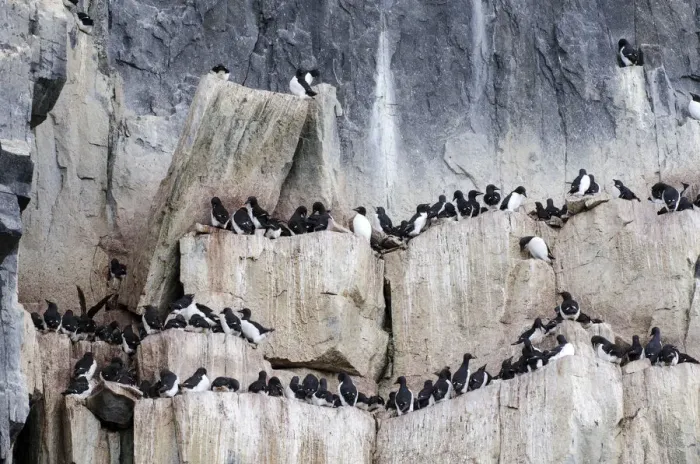 Framed Print : Thick-billed Murres or Bruennichs Guillemots -Uria lomvia- at the bird cliffs of Alkefjellet, Hinlopenstretet, Spitsbergen Island, Svalbard Archipelago, Svalbard and Jan Mayen, Norway Framed Print : Thick-billed Murres or Bruennichs Guillemots -Uria lomvia- at the bird cliffs of Alkefjellet, Hinlopenstretet, Spitsbergen Island, Svalbard Archipelago, Svalbard and Jan Mayen, Norway