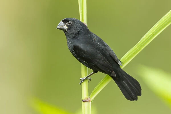 Thick-billed Seed-finch