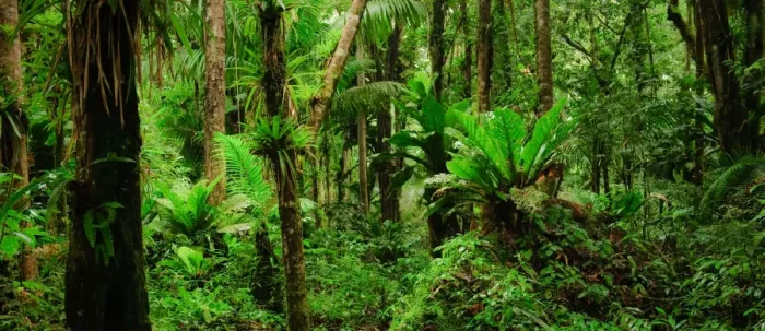 Framed Print : Thick jungle near the top of Gros Piton, Saint Lucia Framed Print : Thick jungle near the top of Gros Piton, Saint Lucia
