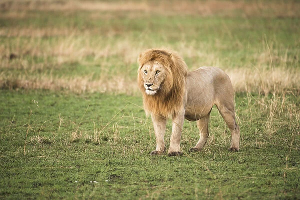 Thick-maned, male lion (Panthera leo) stands in short grass, Serengeti National Park