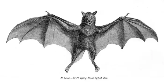 Framed Print : Thick tipped bat illustration 1803 Framed Print : Thick tipped bat illustration 1803