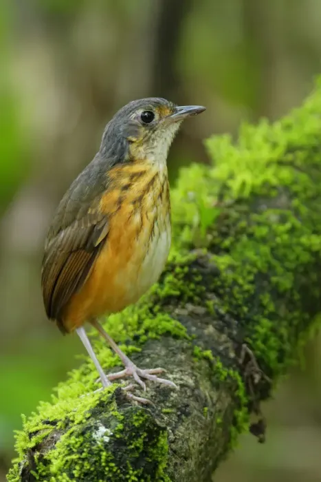 Framed Print : Thicket Antpitta Framed Print : Thicket Antpitta