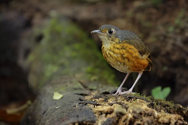 Thicket Antpitta (Hylopezus dives) walking on forest floor