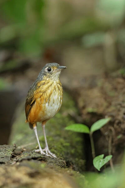 Thicket Antpitta (Hylopezus dives) walking on forest floor
