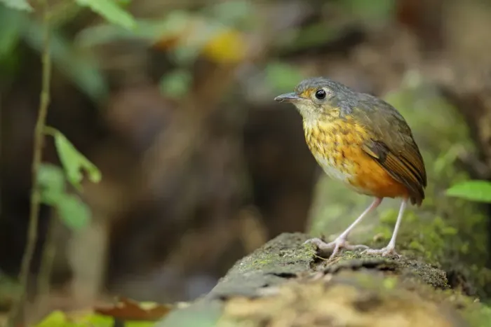 Framed Print : Thicket Antpitta (Hylopezus dives) walking on forest floor