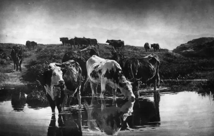 Framed Print : Thirsty Cow Framed Print : Thirsty Cow