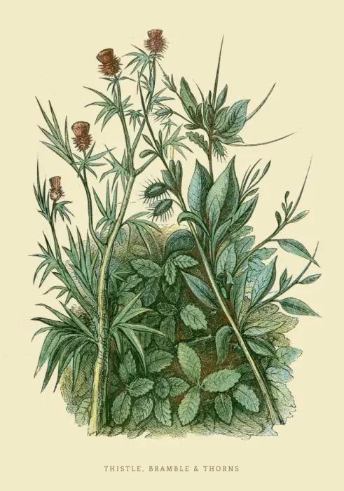 Framed Print : Thistle and Bramble illustration 1851 Framed Print : Thistle and Bramble illustration 1851