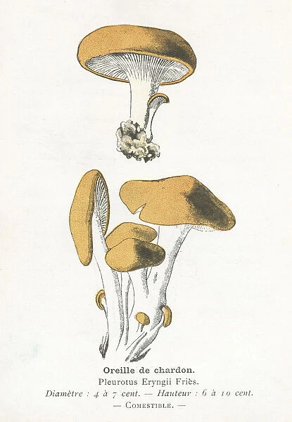 Thistle ear mushroom engraving 1895