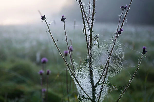 Thistle flower in a morning fog with a waterdrops covered cobweb