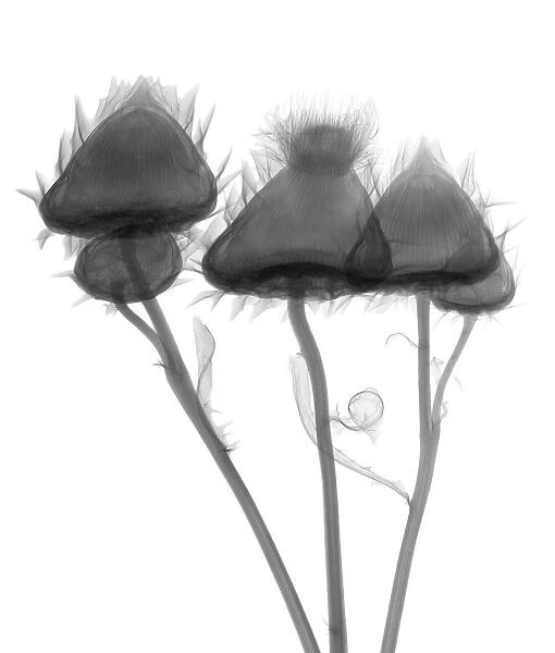 Three thistle heads (Cirsium vulgare), X-ray