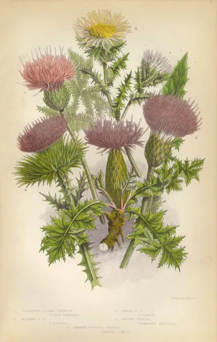 Framed Print : Thistle, Milk Thistle, Plume Thistle, Scotland, Victorian Botanical Illustration Framed Print : Thistle, Milk Thistle, Plume Thistle, Scotland, Victorian Botanical Illustration