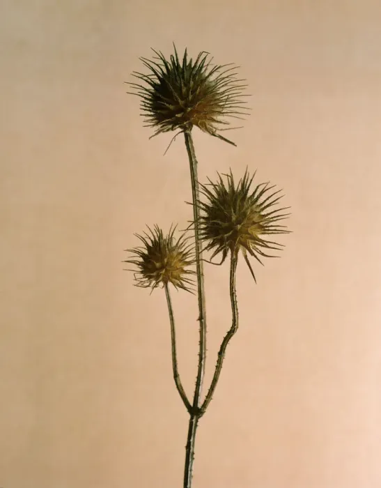 Framed Print : Thistle seed pods Framed Print : Thistle seed pods