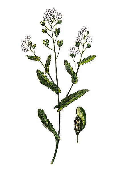 Thlaspi arvense, known by the common name field pennycress