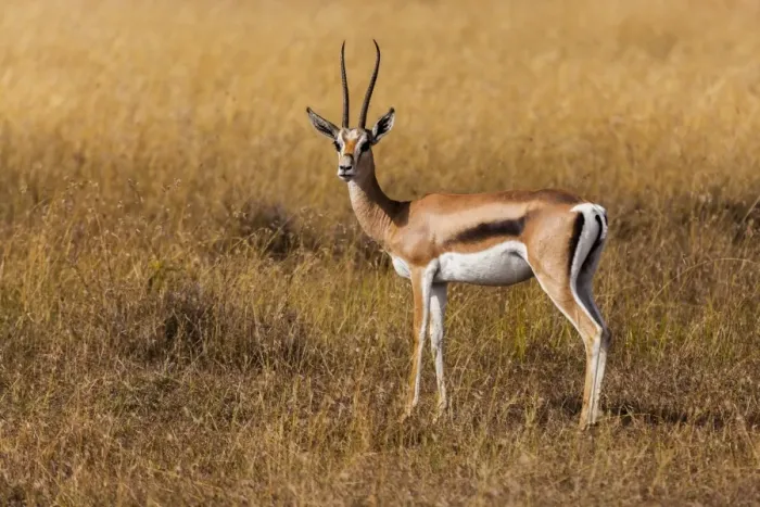 Framed Print : Thomson Gazelle in the grass