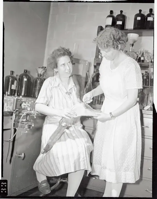 Framed Print : Thora Hardy and Her Assistant Dissecting Pelt Framed Print : Thora Hardy and Her Assistant Dissecting Pelt