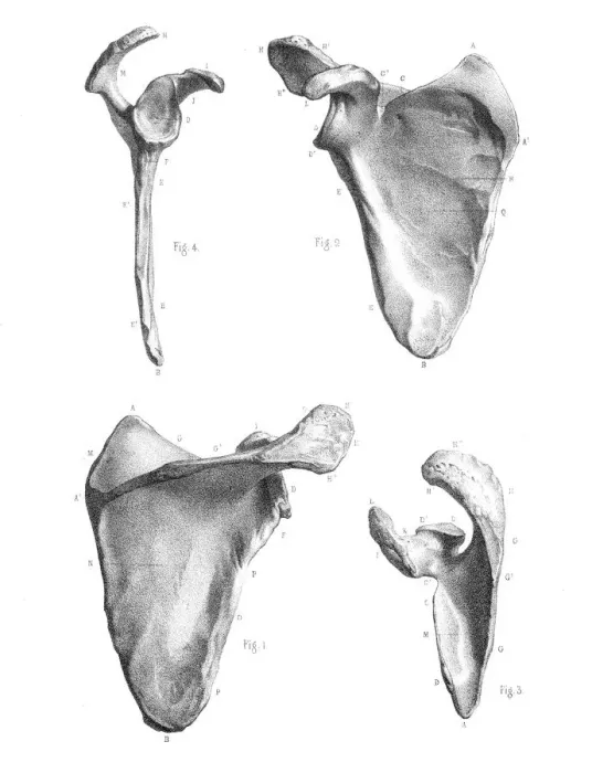 Framed Print : Thoracic limbs anatomy engraving 1866 Framed Print : Thoracic limbs anatomy engraving 1866