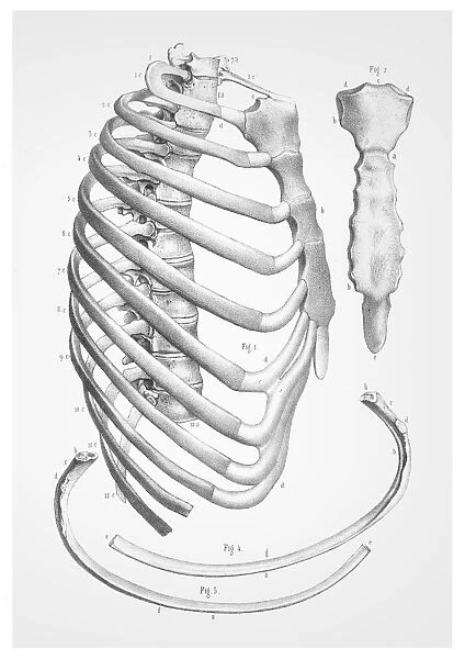 Thorax Ribs cage anatomy illustration 1866