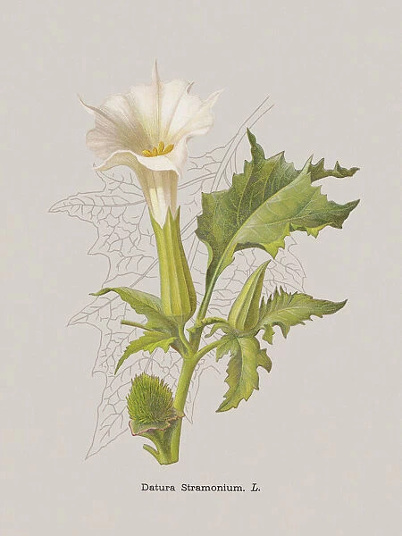 Thorn apple, or angels trumpet (Datura stramonium), chromolithograph, published 1886