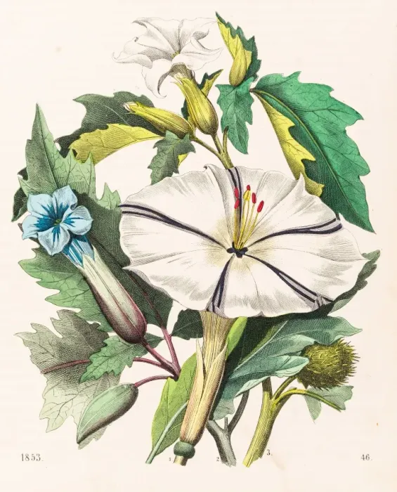 Framed Print : Thorn apple flower illustration 1853 Framed Print : Thorn apple flower illustration 1853