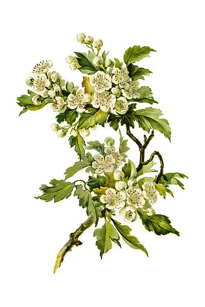 Thornapple flowers 19 century illustration
