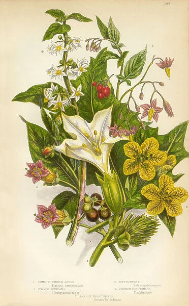 Thornapple, Henbane, Bittersweet, Nightshade, Victorian Botanical Illustration
