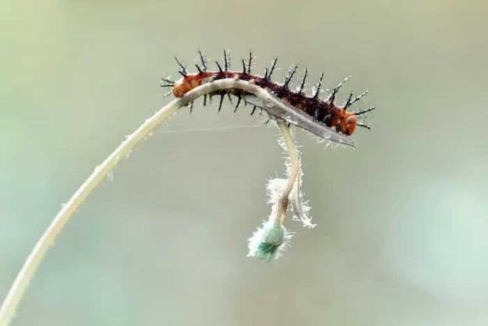 Framed Print : Thorny Caterpillars Framed Print : Thorny Caterpillars